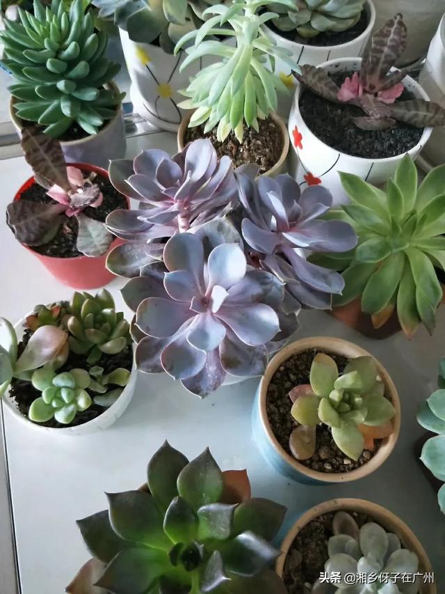 头条问答 多肉植物哪种美观漂亮好养 龍族的回答 0赞