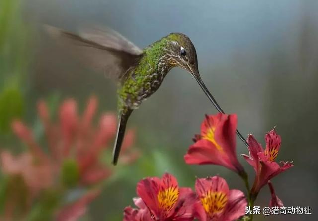 鸟类迁徙的视频:平时看到的鸟都飞檐走壁，脑回路一下，有恐高的鸟吗？ 鸟类迁徙的视频家燕