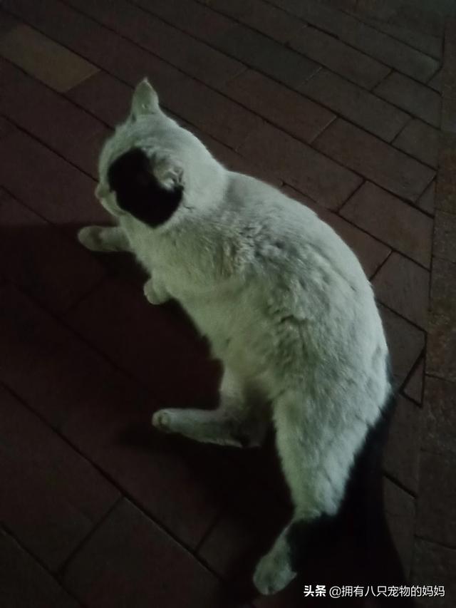 冀师傅天然猫粮怎么样:家里有很多只猫了，还要不要再收留流浪猫了？