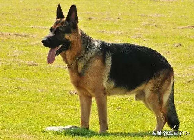 保加利亚牧羊犬:为什么德牧被禁养了以后，还有很多人喜欢饲养？