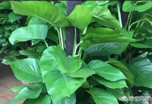 他伤透了我的心:那么爱他，却伤透了我的心，让我生不如死，我该如何走出这段感情