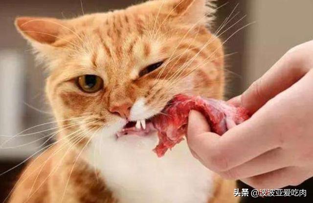 猫咪猎手:怎么从一窝猫咪中挑选出猫王？