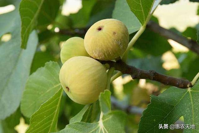 下鸟啦网:我家的油菜经常被鸟吃，有什么办法吗？