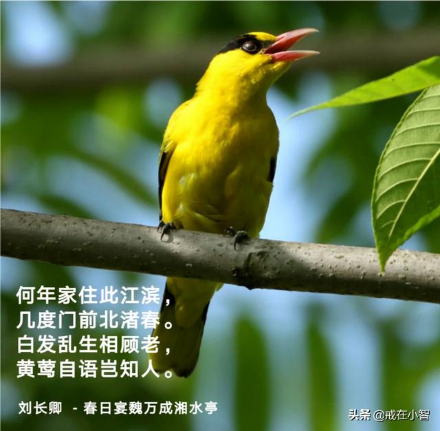 抒发思乡之情的诗句有哪些？