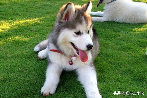 小柴犬舌头黑色:狗的舌头上有一个黑色爱心是为什么？