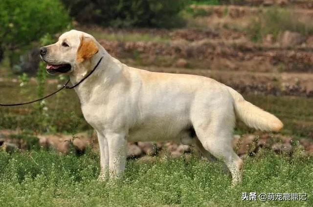 2020狗猫咪品种大全及图片:为什么有人拍一拍家里的狗/猫，就能有几百万粉丝？