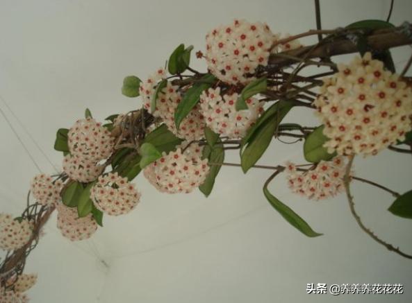 球兰图片:家庭球兰该怎么养？怎么让它开花？