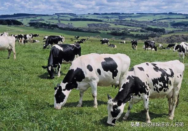 奶牛多少钱:奶牛养殖成本及利润分析，养奶牛赚钱吗？