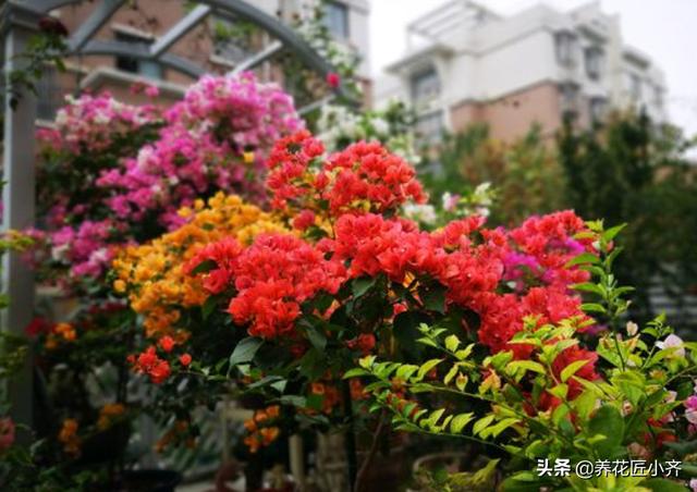 含笑花怎么养才会开花:含笑花叶子出现黑斑是什么原因？