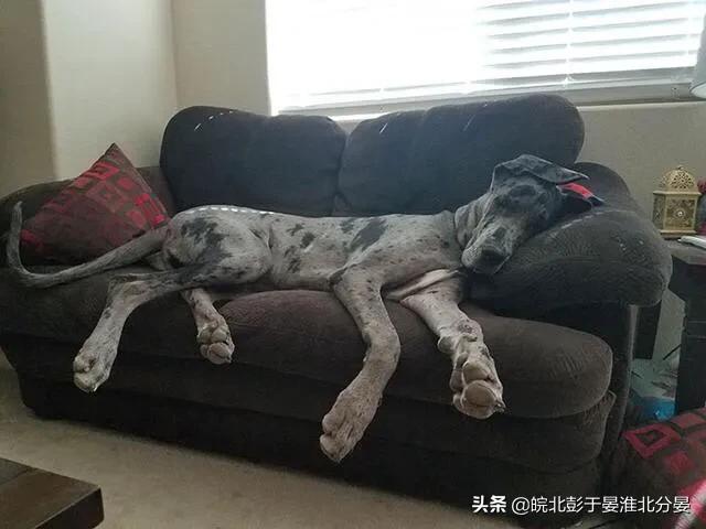 世界上最大的狗的图:什么狗狗的外表就像马那么大？