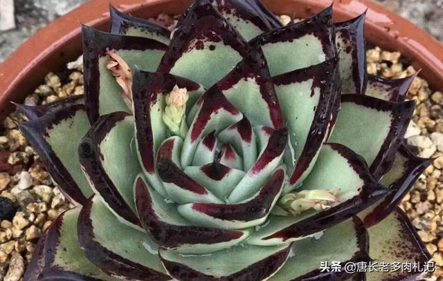 乌木怎么鉴别好坏:乌木是什么？乌木有什么特点及如何鉴别乌木？