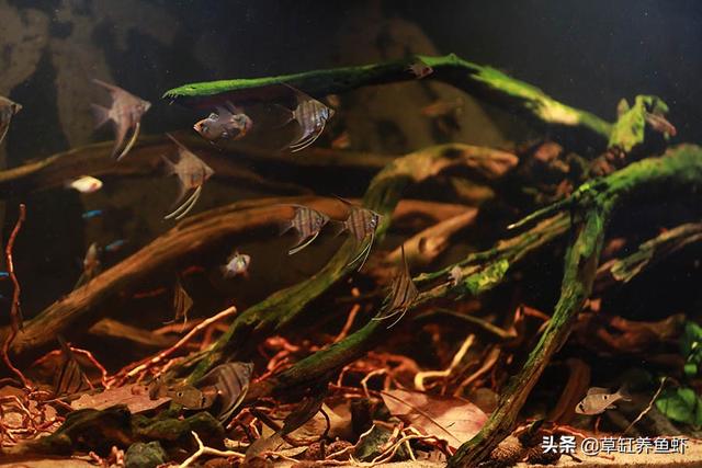 1.5米水草造景:鱼缸造景，种了绿植就加水吗？