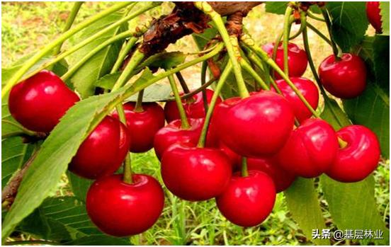 秋田蕗南方能种吗:车厘子适合在南方种植吗？怎么种植好？