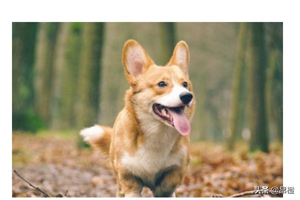 京巴犬取名大全:给巴哥狗狗取个好听可爱的名字？