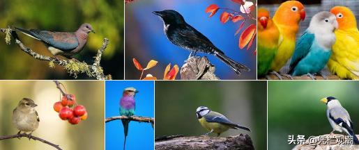 天琴鸟叫声mp3:鸡、牛、马、鸟、猿、鹤、蝉的叫声分别是什么？