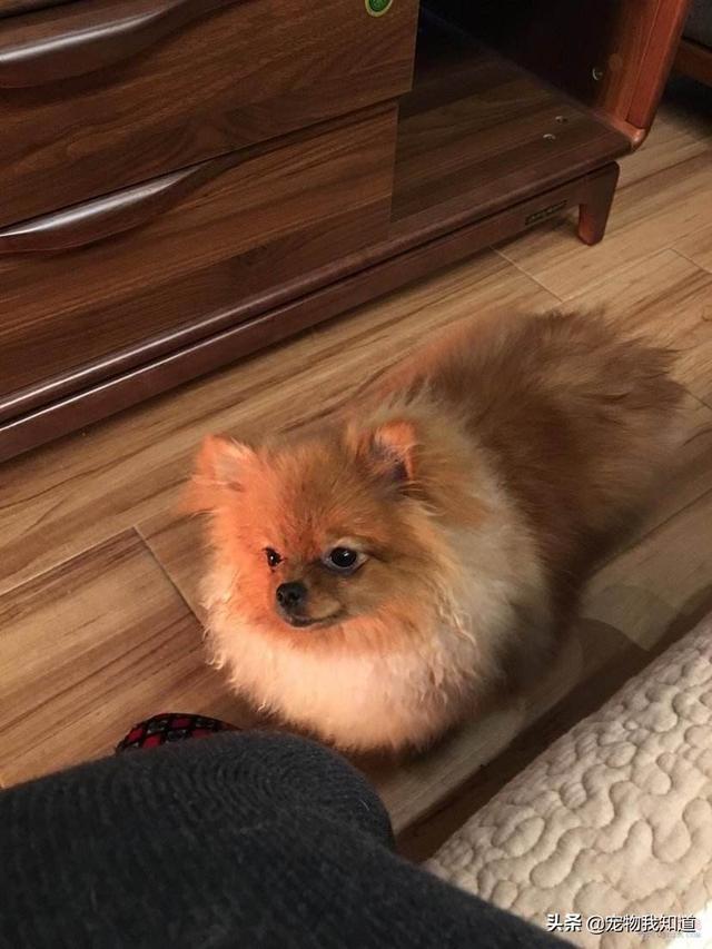 南京皇朝博美犬舍官网:养只博美犬好不好，有什么优点？