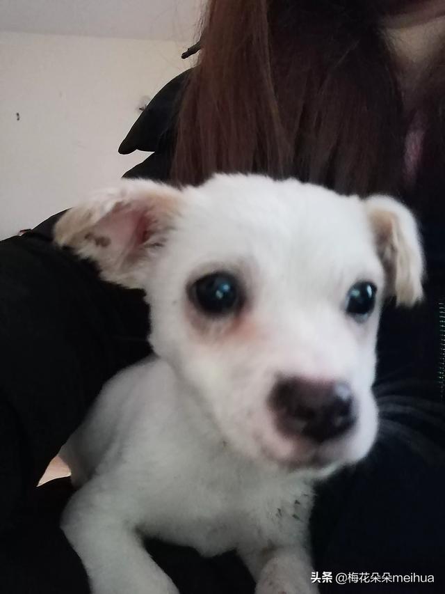 中国有波利犬吗?:我国的哪种狗可以打的过纽波利顿犬？为什么？