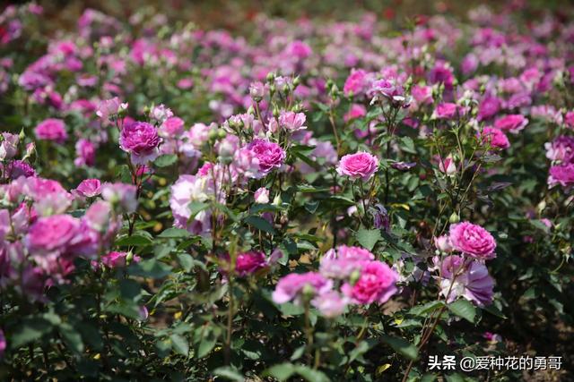 最香的几款月季品种是什么？插图11