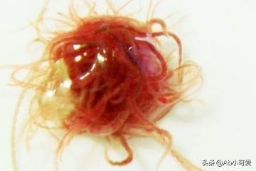 大孔雀鱼怎么养殖:全红白子孔雀鱼怎么饲养维系？
