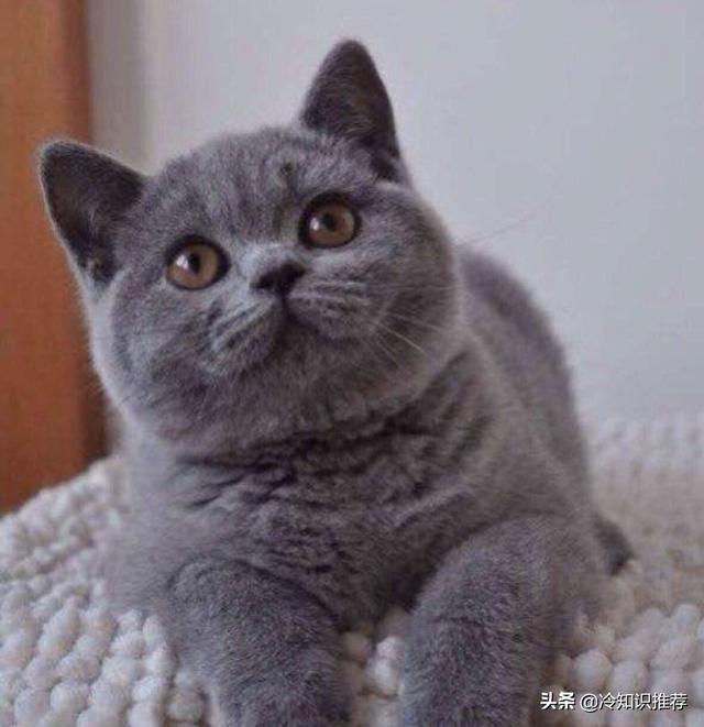 英短蓝猫长得像小狐狸:蓝猫脸大和脸小的区别是怎样的？