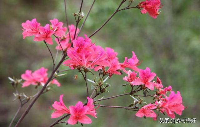 杜鹃花夏天怎么养护:杜鹃花后怎么养护 夏天怎样种植下山庄杜鹃？