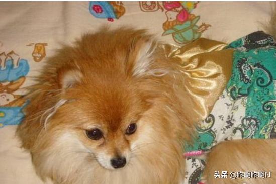 博美犬美容:博美犬怎么样，养好博美犬的饲养方法？