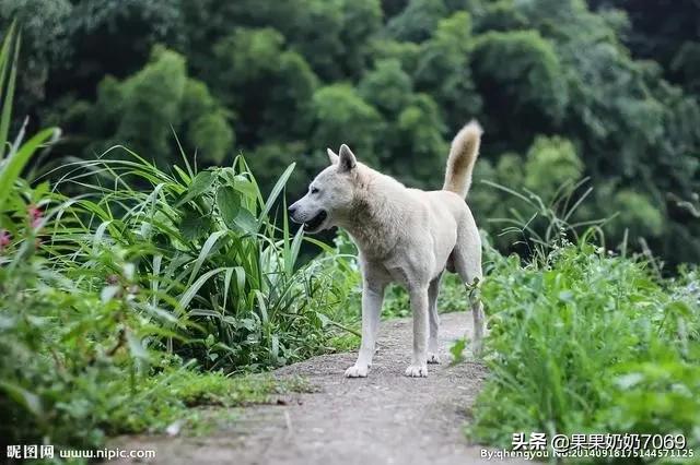 巨贵犬吃什么长得大:养农村土狗喂什么长得又快又大？