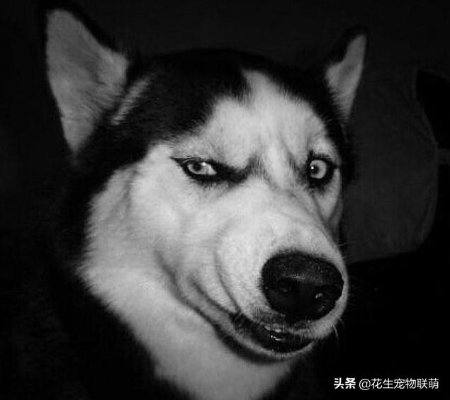 乐山犍为哈士奇吧:现在哈士奇都是什么价格？
