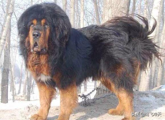 马士提夫獒犬:比高加索犬厉害的狗是什么？