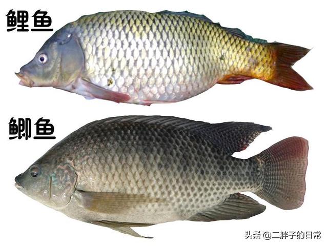 网友争相晒巨猫:到底多大的鲫鱼算大板鲫？如果一直让它长，鲫鱼能长多大？