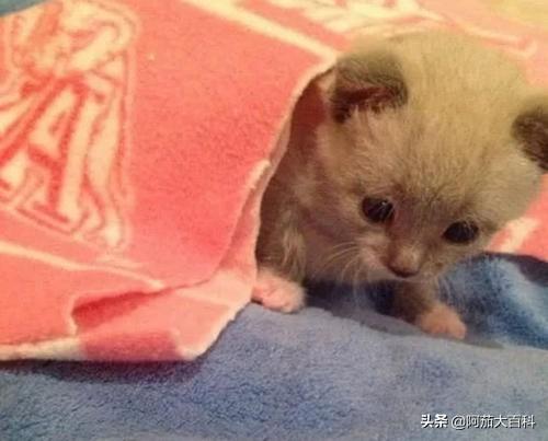 小猫回家:刚抱回家小猫咪该注意什么？