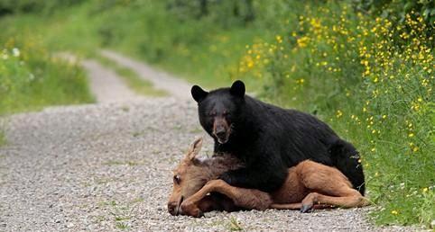 美洲豹和美洲黑熊谁厉害(美洲豹和美洲黑熊谁历害?