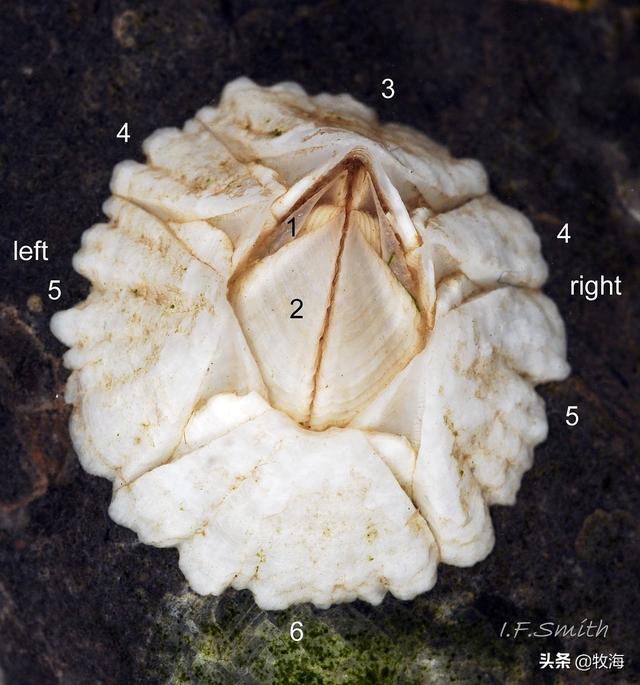鲸鱼身上藤壶的作用，许多鲸鱼身上都有的密密麻麻的东西是什么