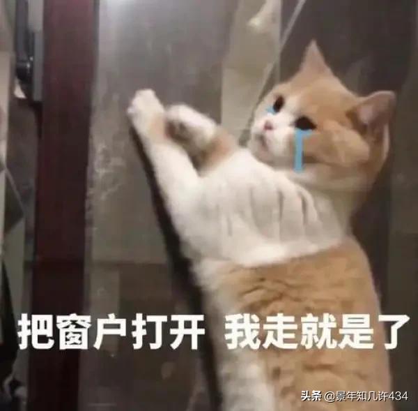 可爱萌宠图片:图片可爱萌萌哒头像 大家有没有什么萌宠表情包？越沙雕越可爱越好？