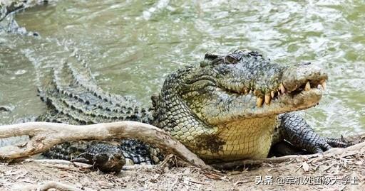 湾鳄:尼罗鳄古斯塔夫和湾鳄洛龙谁更厉害？