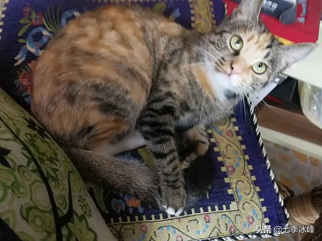 你什么时候被猫的智商震惊了？插图20