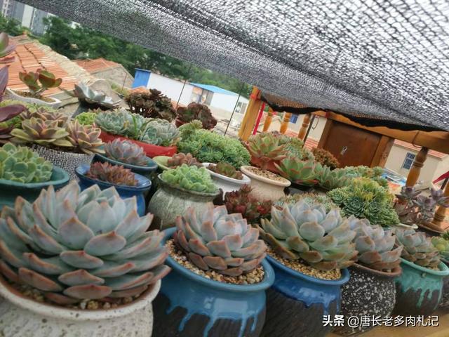 肉肉隔着玻璃晒太阳有用吗:多肉放在向南的阳台为什么不上色？是因为双层玻璃吗？