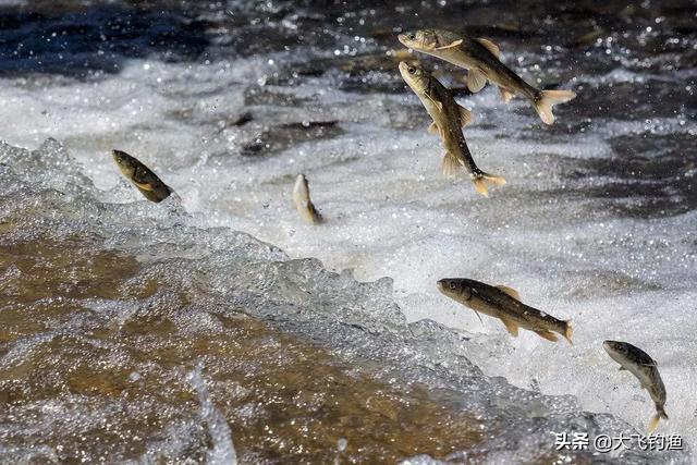 fish4dogs价格图片精选:针对钓鱼常识，是谁最先提出鱼类有洄游的现象?有何依据？