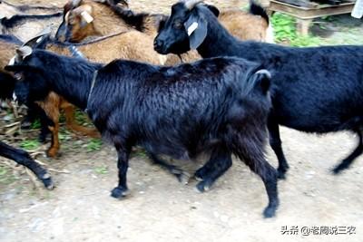 章鱼栖息习性是啥样的，山羊有哪些生活习性怎样利用这些习性养好山羊