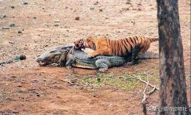 猛兽大对决湾鳄vs白鲨:猛兽大对决牛鲨vs鳄鱼 老虎玛琪丽杀死的这只鳄鱼需要多少只狮子才能对付？