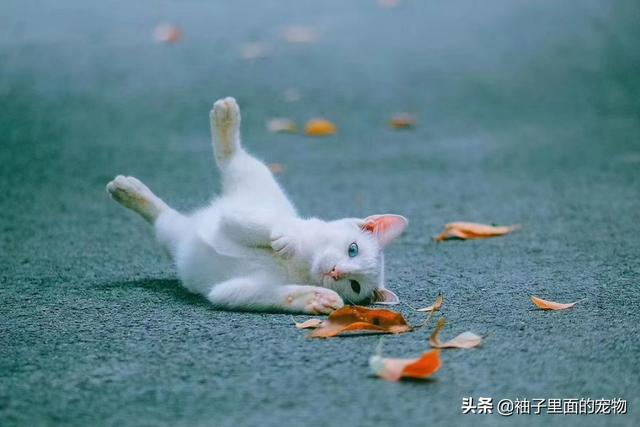 深航宠物托运箱:怎么从外地发宠物回来？比如我想从河北买只猫回来海南？