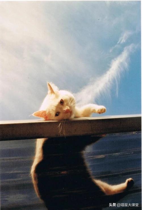 多拉菌素的使用:猫脖子被咬破变成癣了怎么办？猫咪有猫癣怎么处理？