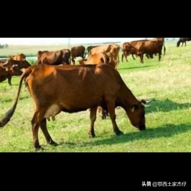 大麦町为什么禁养:因猪瘟暴跌的肉价，让农民付出毁于一旦，过年猪肉价可能回温吗？