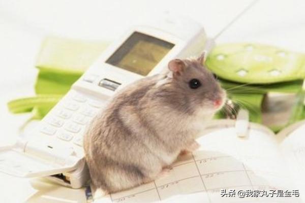 三线仓鼠野生色特征:养三线仓鼠前要买哪些仓鼠用品？