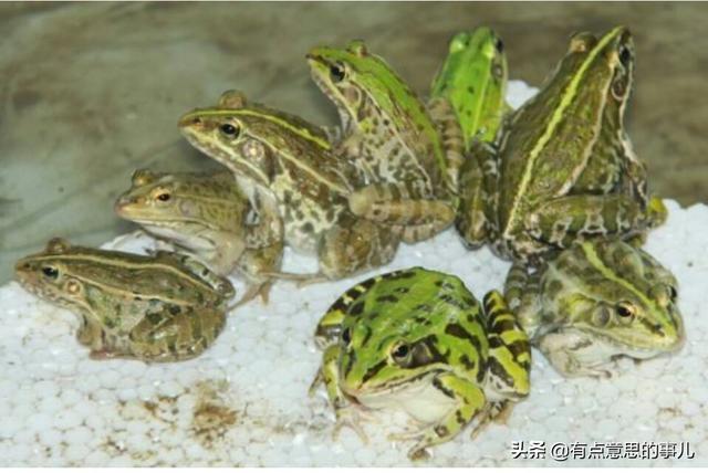 养殖青蛙:今年在家养了十亩地的青蛙，销售成了难题，怎么办？
