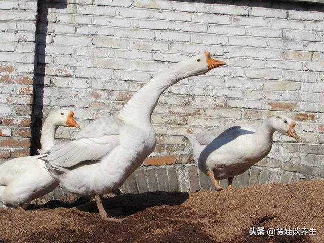 头条问答 - 鹅吃泥是怎么回事,难道是病了吗?该怎么做?(13个回答)