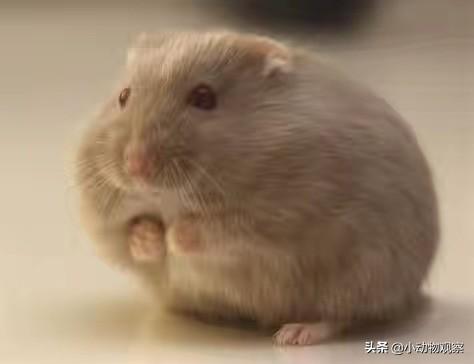 宠物变色龙用品:学生党可以偷偷养什么宠物？