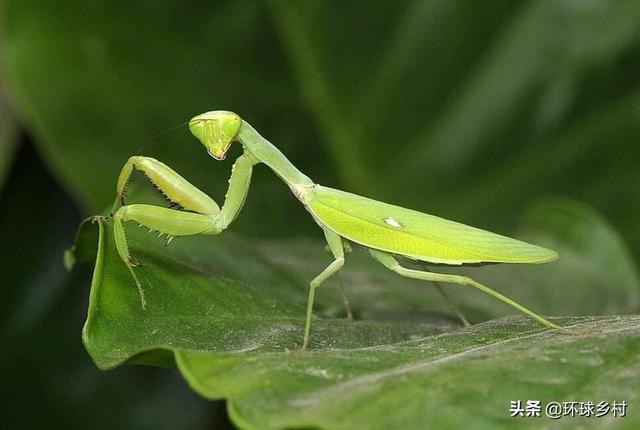 野生的螳螂怎么养？