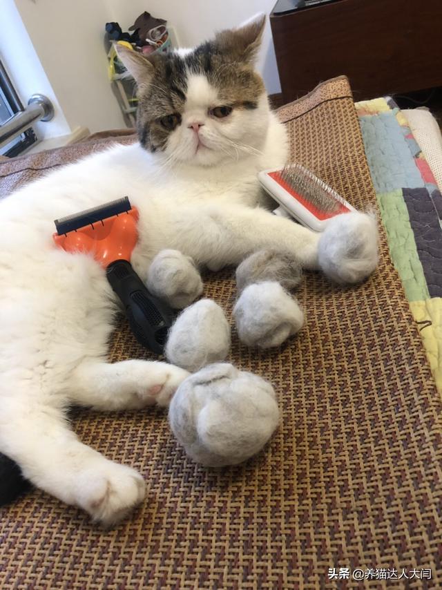 宠儿香猫咪营养膏:猫咪一定要吃营养膏吗?不吃可不可以？