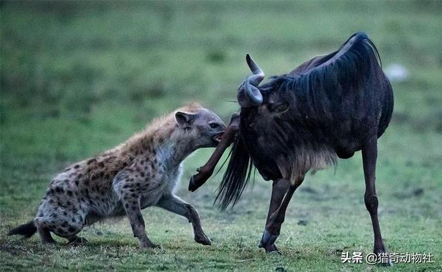 高贵的狼是怎么看待卑鄙的鬣狗的?